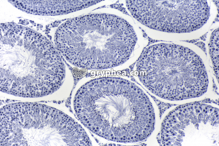 Testicule de Cobaye x40 - gryphea.com